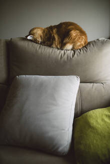 Braune Ingwerkatze schlafend mit Gesicht auf Sofa im Wohnzimmer - RAEF02437