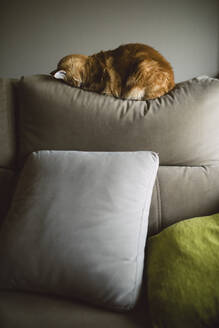 Brown Ginger cat sleeping with face on sofa in living room - RAEF02437