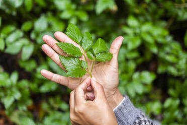 Frau hält Blatt im Wald - AKLF00012