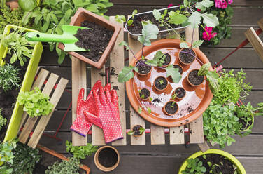 Herbs and vegetables cultivated on balcony garden - GWF06863