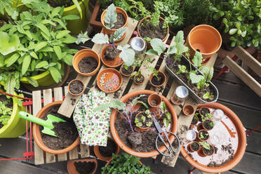 Kräuter und Gemüse aus dem Balkongarten - GWF06872