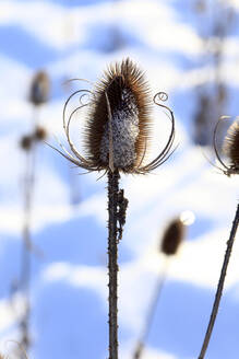 Dornige Distelpflanze im Winter - JTF01808