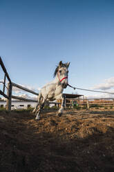 Pferd läuft durch den Zaun der Ranch - RSGF00503