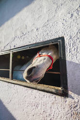 Pferd guckt aus dem Fenster, während es im Stall steht - RSGF00508