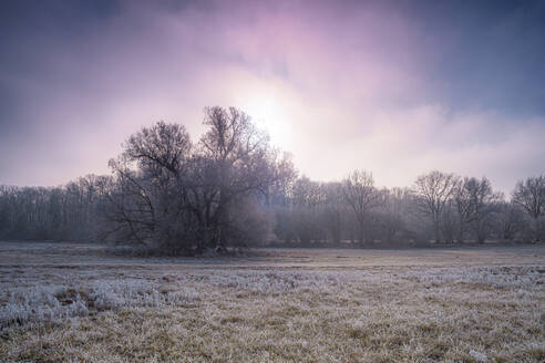 Bare trees on land against purple sky - BIGF00098