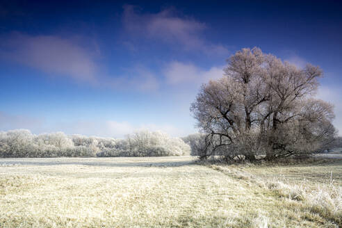 Trees on land against sky - BIGF00100