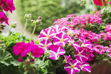 Im Sommer blühende rosa Topfpetunien und Pelargonien - GWF06878