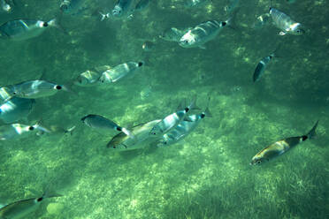 Shoal of Fish swimming underwater - DAMF00674