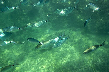 Unterwasser schwimmender Fischschwarm - DAMF00674