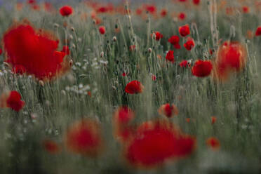 Rot blühende Mohnblumen auf einem Feld - OGF00853