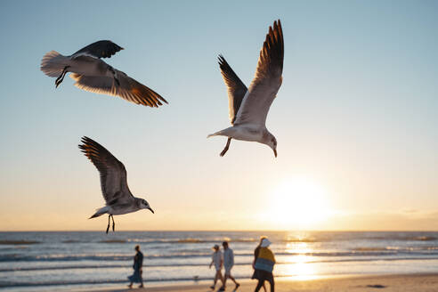 Möwen fliegen am Siesta Key Beach gegen den Himmel bei Sonnenuntergang - GEMF04605