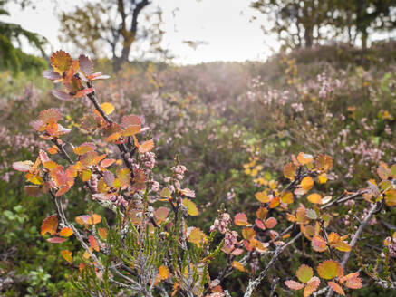 Tundra-Blumenfeld in Schweden an einem sonnigen Tag - HUSF00188