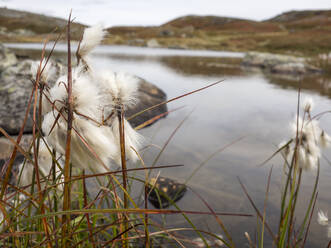 Cotton grass filed by pond at Sweden - HUSF00192