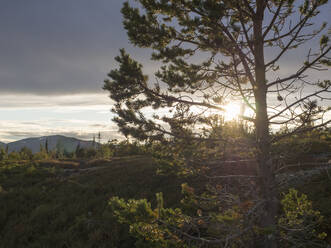 Pine tree against mountains at Jamatland, Sweden in sunlight - HUSF00194