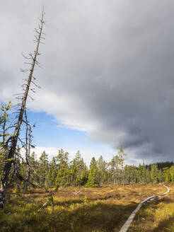 Gewitterwolken über dem Weg zwischen den Wäldern in Schweden - HUSF00197
