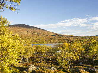 Birch tree forest by lake against mountain at Jamtland, Sweden - HUSF00198