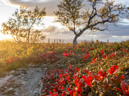 Heidelbeerplantage gegen bewölkten Himmel in Schweden angemeldet - HUSF00200