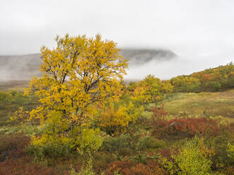 Grüne Landschaft gegen bewölkten Himmel im Herbst in Jamtland, Schweden - HUSF00206