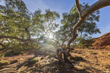 Die Sonne beleuchtet einen Baum im Watarrka-Nationalpark - FOF12026