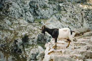 Ziege auf einem Bergpfad am Cares-Weg im Nationalpark Picos De Europe, Asturien, Spanien - DMGF00436