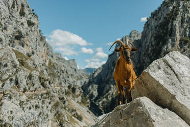 Ziege auf einem Felsen am Cares Trail im Nationalpark Picos De Europe, Asturien, Spanien - DMGF00478