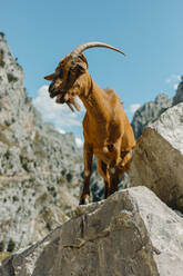 Ziege auf einem Felsen stehend am Cares-Pfad im Nationalpark Picos De Europe, Asturien, Spanien - DMGF00479