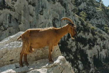 Goat standing at edge of mountain at Cares Trail in Picos De Europe National Park, Asturias, Spain - DMGF00480