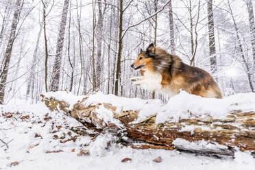 Shetland Sheepdog springt über einen schneebedeckten umgestürzten Baum im Wald im Winter - STSF02813