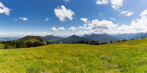 Panorama einer Frühlingswiese in den Allgäuer Alpen - WGF01380