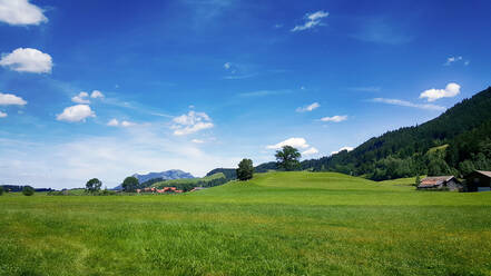 Panorama of summer meadow in Allgau Alps - ALEF00113