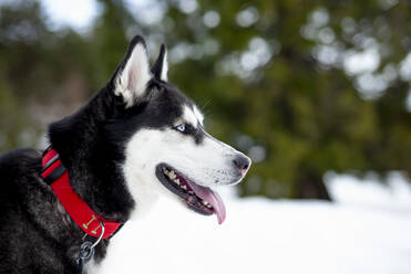 Siberian-Husky-Hund, der im Winter auf einem schneebedeckten Feld wegschaut - OCMF02036