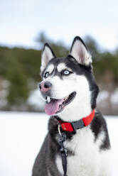 Husky-Hund, der im Winter auf schneebedecktem Land wegschaut - OCMF02037