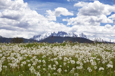 Meadow of dandelion flowers agianst cloudy sky - PSTF00775