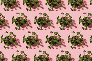 Pattern of potted Chinese money plants (Pilea peperomioides) - GEMF04640