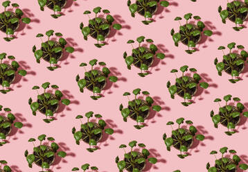 Pattern of potted Chinese money plants (Pilea peperomioides) - GEMF04641