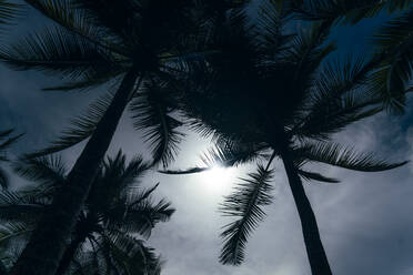 Palm trees against white clouds - OCMF02042