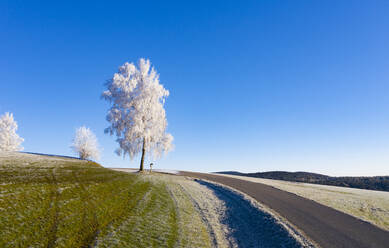 Klarer Himmel über frostbedeckten Birken an der Landstraße - WWF05755