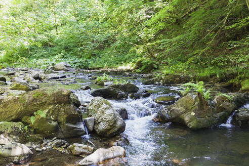 Fluss fließt durch Felsen im Wald - GWF06879