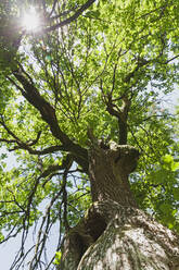 Eiche im Naturpark Hohes Venn - GWF06880