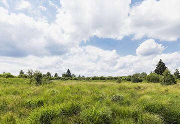 Grüne Landschaft im Naturpark Hohes Venn vor bewölktem Himmel - GWF06884