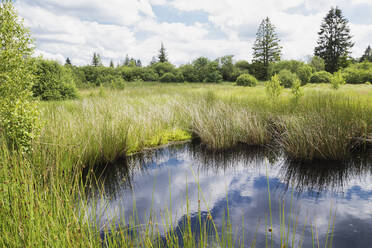 Spiegelung der Wolken auf dem Wasser im Naturpark Hohes Venn - GWF06886