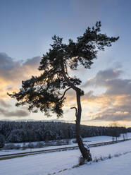 Single tree on snow covered field against sky during sunset - HUSF00215