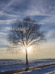 Einzelner Baum auf schneebedecktem Land gegen den Himmel - HUSF00217