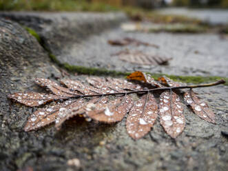 Dried leaves with dew drops on rock - HUSF00220
