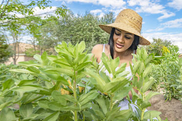 Frau mit Strohhut begutachtet frische Pflanzen im Garten - GGGF00944