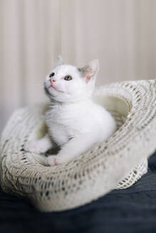 Bezauberndes lustiges weißes Kätzchen mit grauen Flecken, das in einem Hut auf dem Bett liegt - ADSF20634
