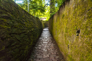 Deutschland, Baden-Württemberg, Heidelberg, Schlangenweg auf dem Weg zum Philosophenweg - TAMF02891