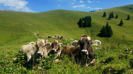 Allgau brown cattle relaxing in meadow - ALEF00115