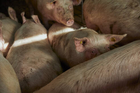Schweine im Stall - ACPF01086