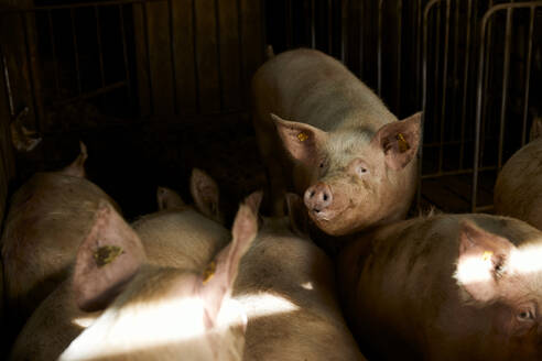 Schweine im Tierstall an einem sonnigen Tag - ACPF01088